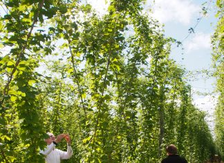Hop to it! Is that pint home-grown?