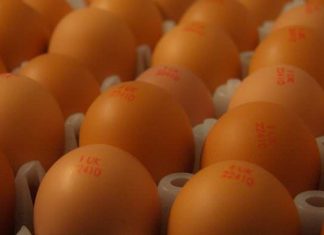 Groundbreaking Lion hen welfare training now compulsory