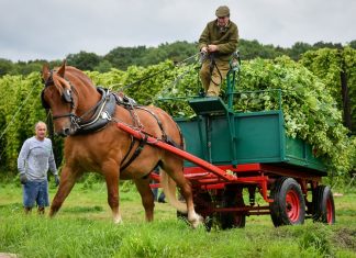 Bumper hop crop predicted as Hogs Back Brewery starts harvest